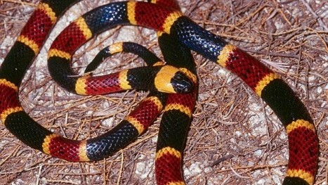 Coral Snake Coral snake with red and yellow bands.