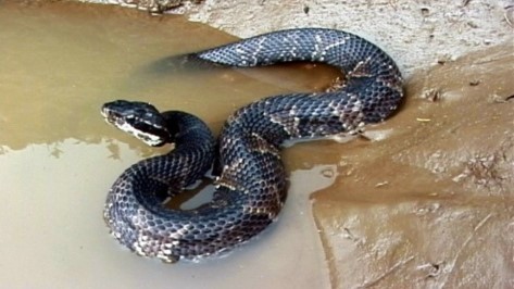 Cottonmouth Cottonmouth snake partially on rocks and partially in water.