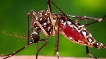 Mosquito Close-up photo of a mosquito