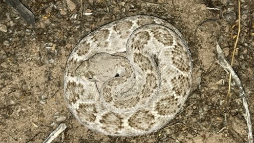 Coiled rattlesnake Coiled rattlesnake