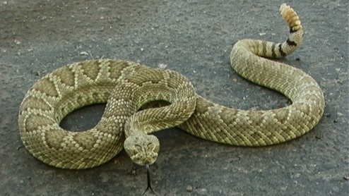 Rattlesnake with rattle visible Rattlesnake on the ground
