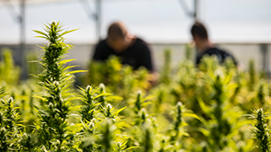 cannabis growth Commercial Growth of Cannabis on a Farm. kmatija - iStock/Getty Images Plus