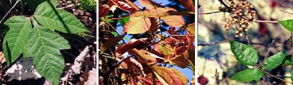 Poison ivy: Photos courtesy of U.S. Department of Agriculture Three images of poison ivy to aid in plant identification.