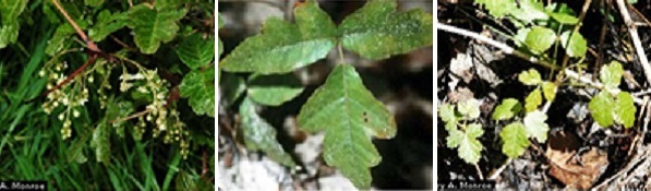Poison oak Three images of poison oak to aid in plant identification.