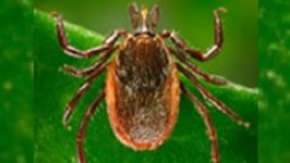 Tick Close-up image of a tick