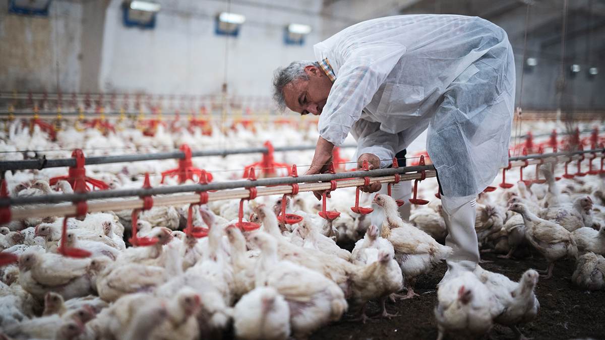 — title missing — white chickens surrounding a worker wearing a white protective suit