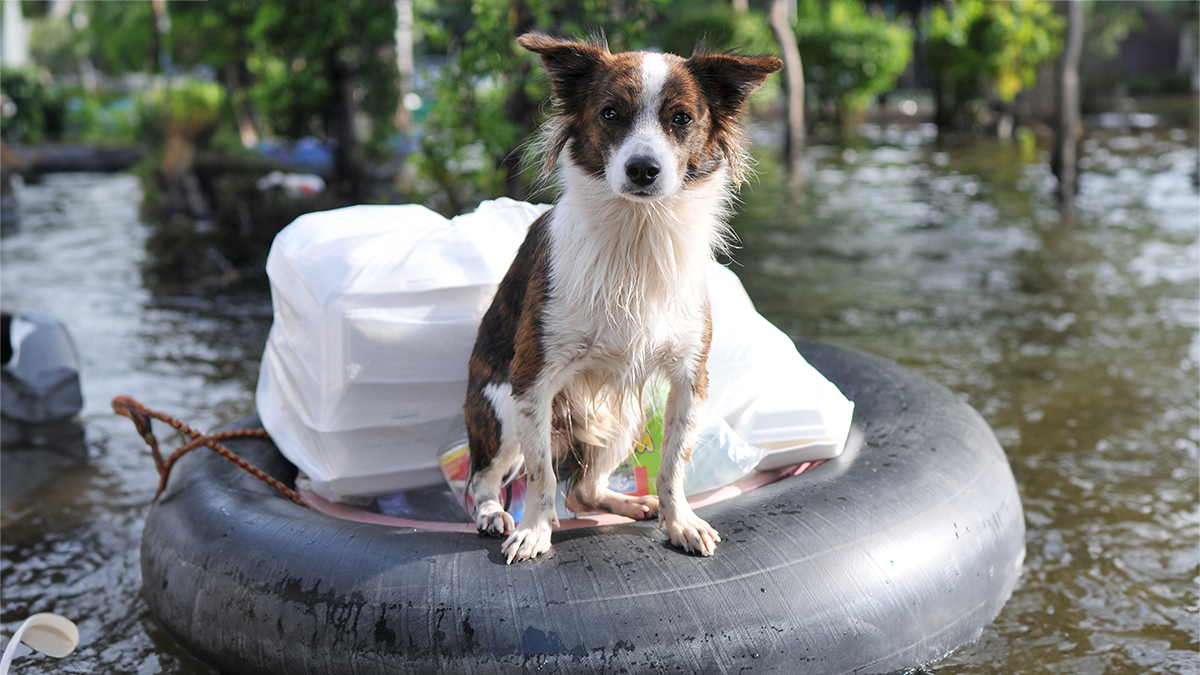 -- title missing -- white and brown dog floating on raft in floodwater