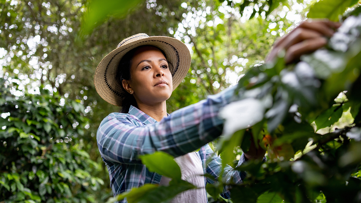 1420320270 Female working in an orchard.