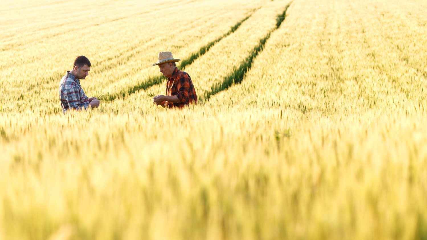 Agricultural_Safety Agricultural workers