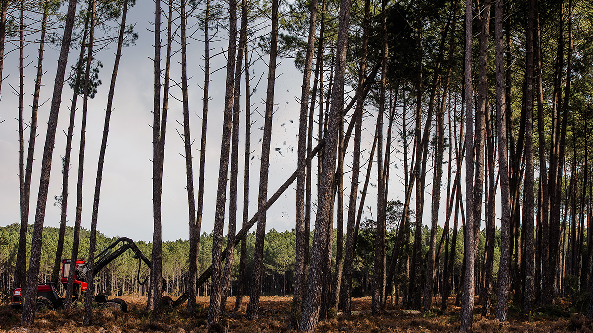 — title missing — landscape work occurring in the woods, where soil might contain histoplasma