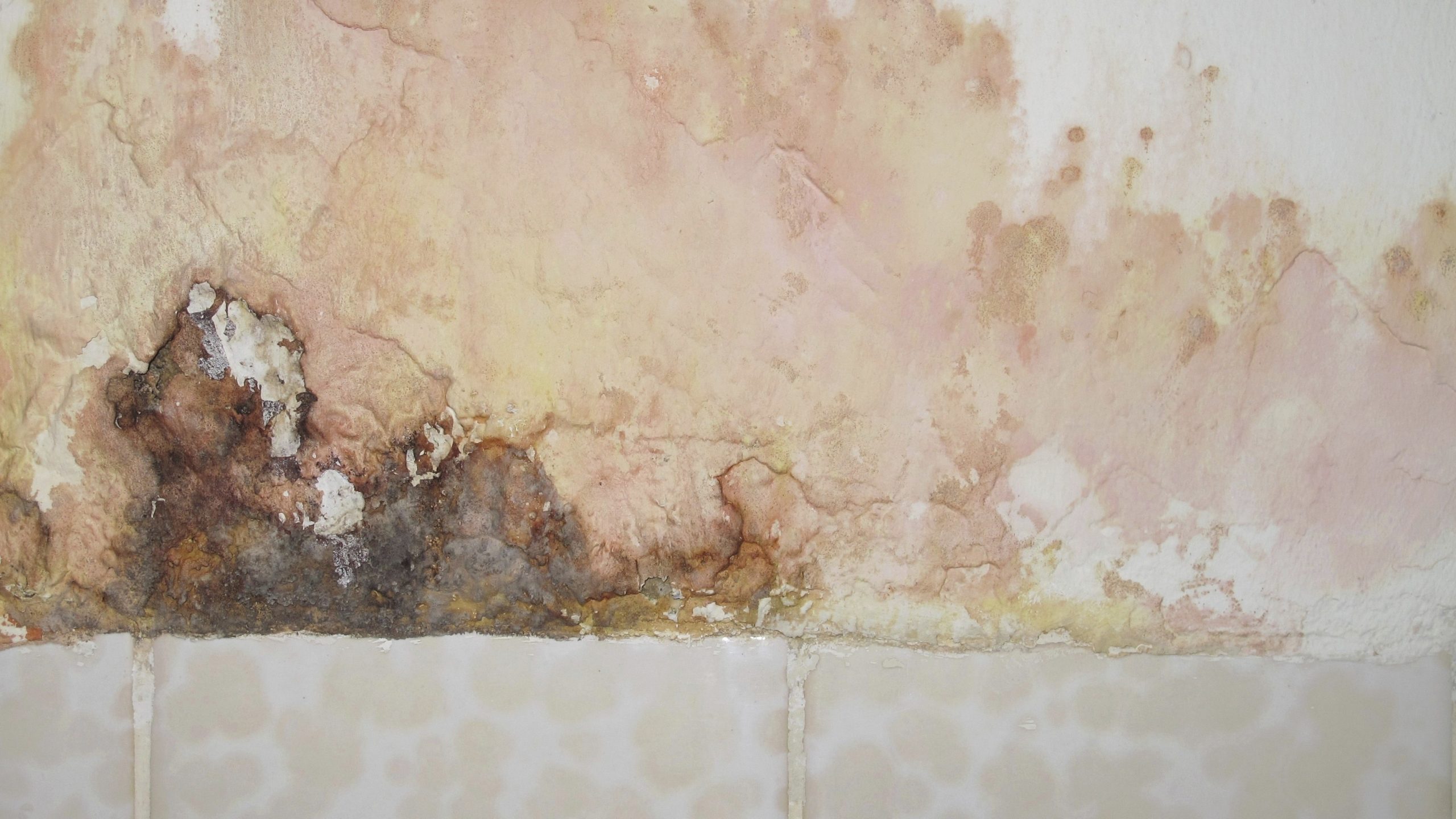 Mold on wall Water damage along a wall.