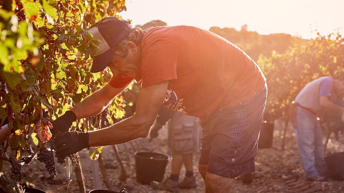 — title missing — Man wearing cap bending over in field to pick crops; sun shining brightly.