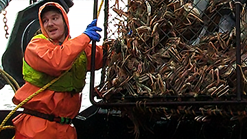 fishingthumbnail.png Pescadores comerciales elevan una trampa para cangrejos en el mar de Bering. Imagen de Johnathan Hillstrand
