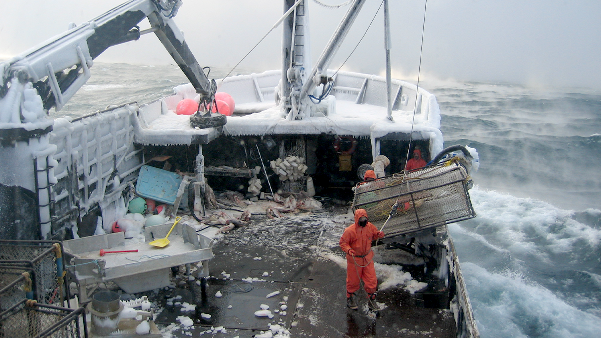 -- title missing -- Commercial fishermen pull in a crab pot while fishing in the Bering Sea. Image by Jonathan Hillstrand.