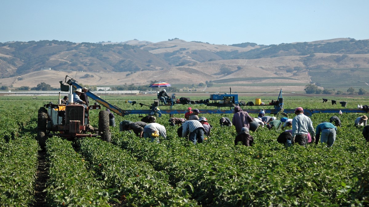 — title missing — Farm workers in a large field on a clear sunny day