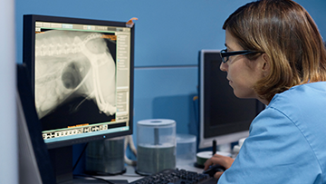 vet3thumb.png Veterinarian examining X-ray of dog on computer at desk. Credit: Morsa Images, Getty Images