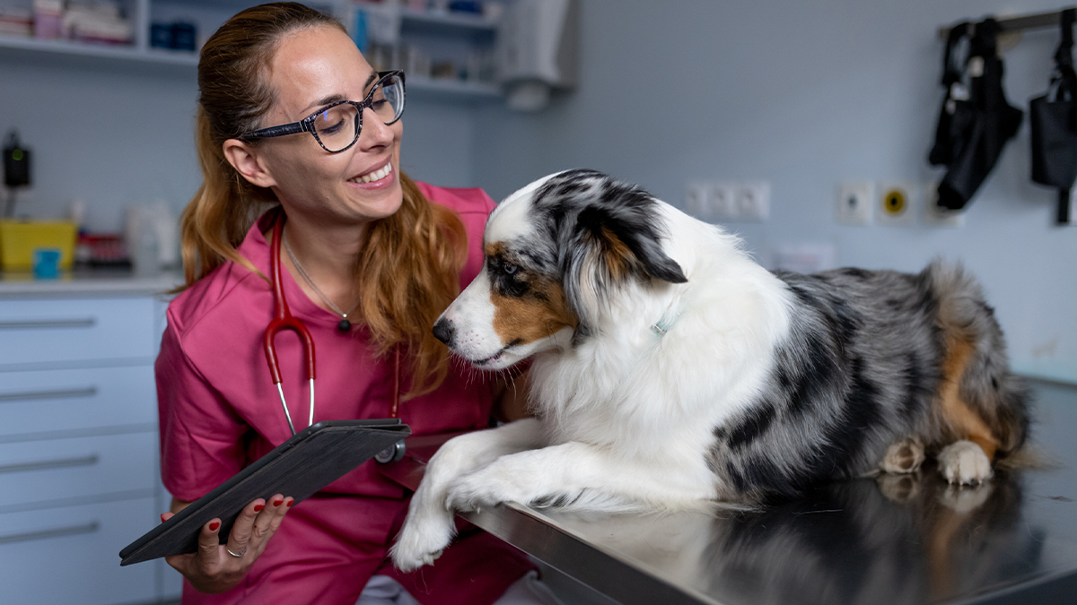 — title missing — A mini–Australian Shepherd dog being examined by a female veterinarian wearing magenta scrubs.