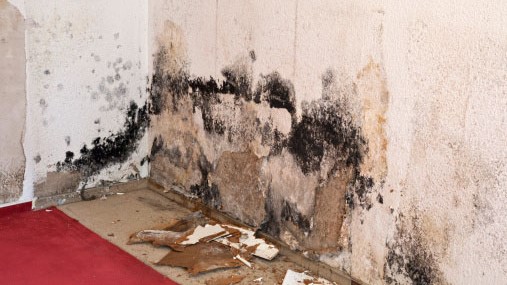 Mold on a wall Severe mold growth along a wall.