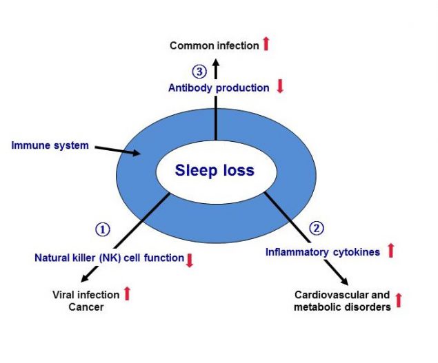 M2C Figure 2.2. Sleep loss can negatively affect different parts of the immune system.