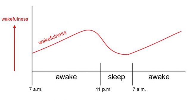 M2G Figure 2.5 is a simple version of the rise and fall of circadian rhythms that promote wakefulness across the 24-hour day.