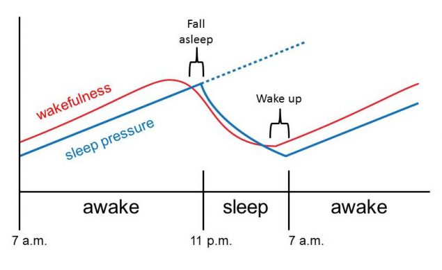 M2Ha Figure 2.6a. Homeostatic sleep pressure drive and circadian wakefulness rhythm are normally synchronized.
