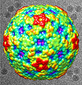 Surface view of EV-D68 looking down an icosahedrtal 2-fold axis.