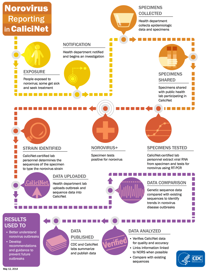 Flowchart showing how norovirus is reported in CaliciNet.