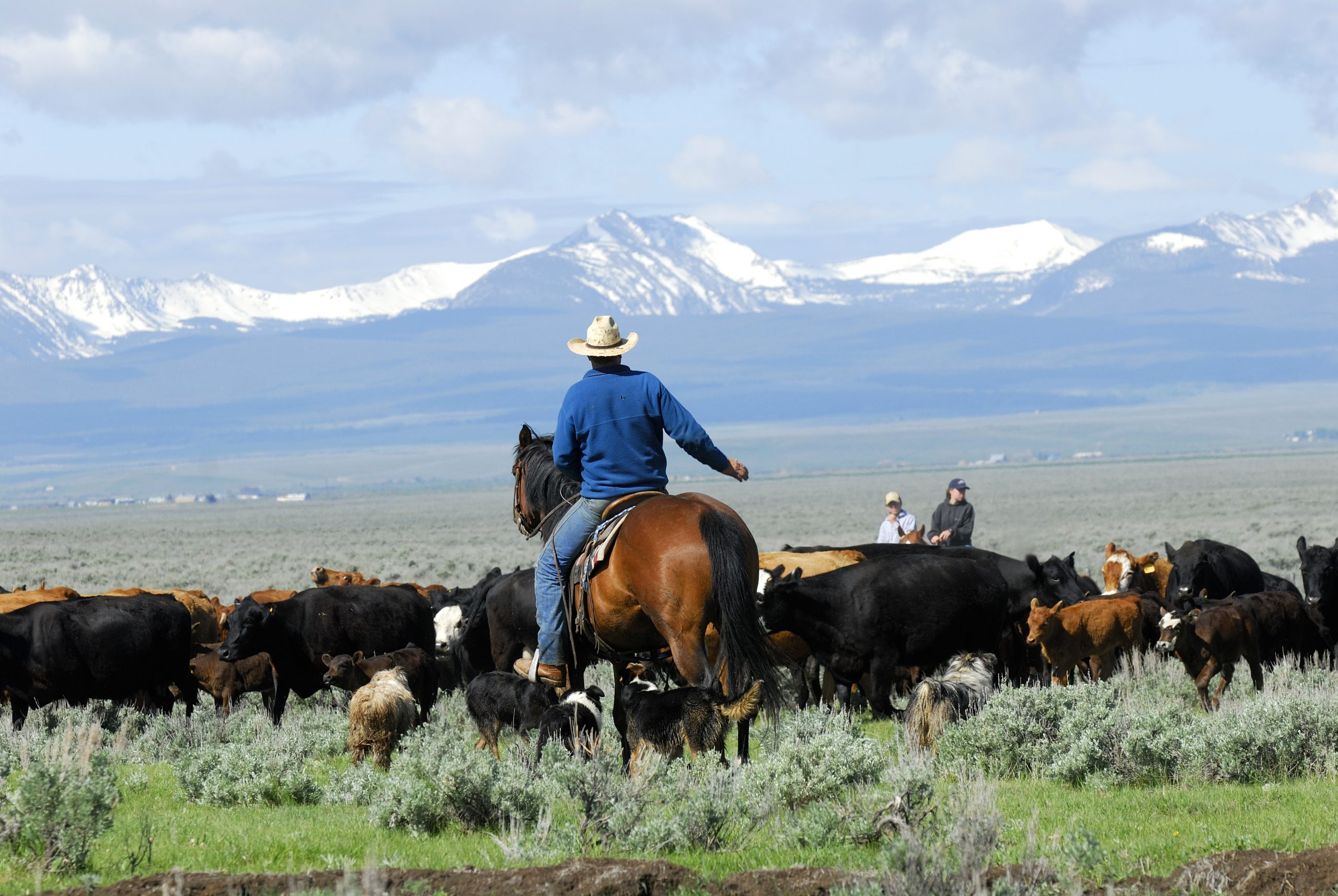 American cattle herder A person wearing a cowboy hat rides a horse while herding cattle in a field, with snow-capped mountains in the background and other riders visible in the distance.