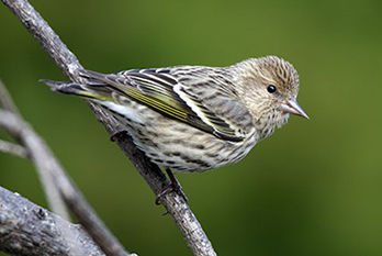 Bird on a branch