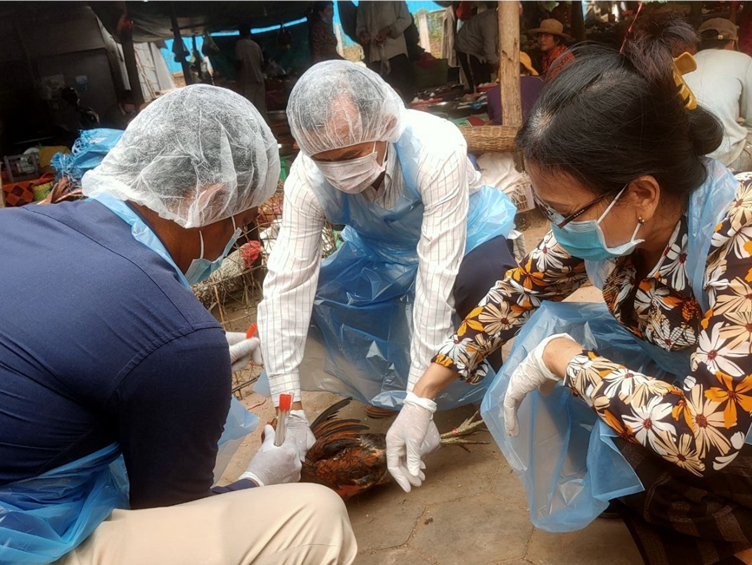 CAVET Team collects poultry samples at a live bird market in Siem Reap, Cambodia CAVET Team collects poultry samples at a live bird market in Siem Reap, Cambodia – February 2021