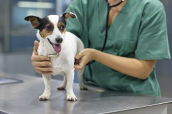 A veterinarian holding a dog