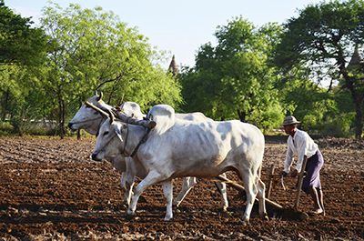 farmer-plowing-field2.jpg Farmer plowing a field