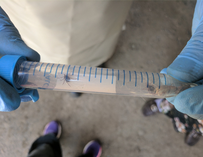 A scientist holding a tube with ticks