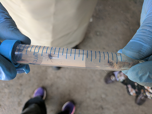 tick-inside-of-tube-display An entomologist from the Zhambyl regional health department displays the ticks he collected from livestock for testing.