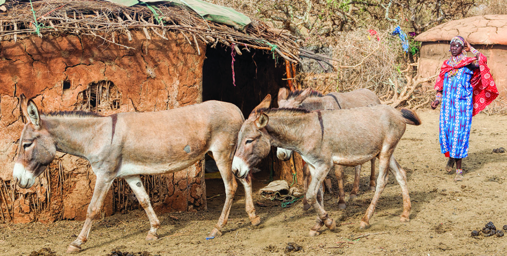 Young Maasai woman with donkeys in village.