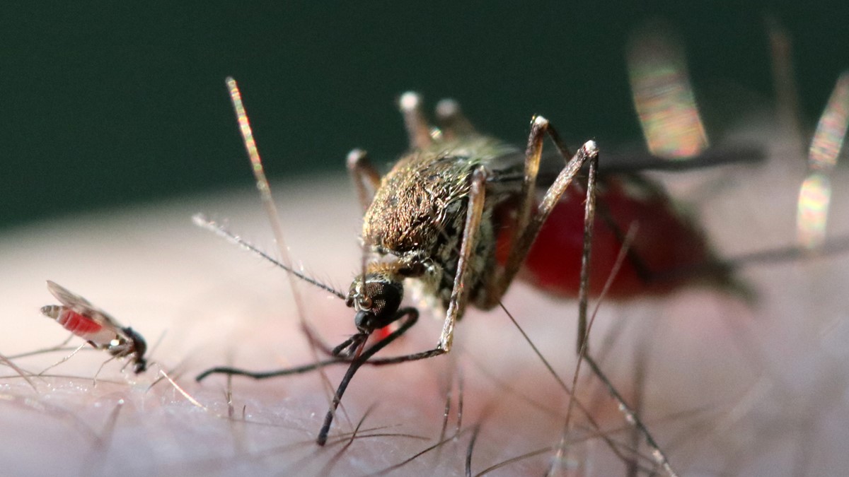 A midge and a mosquito side by side Aa midge and a mosquito biting a person.