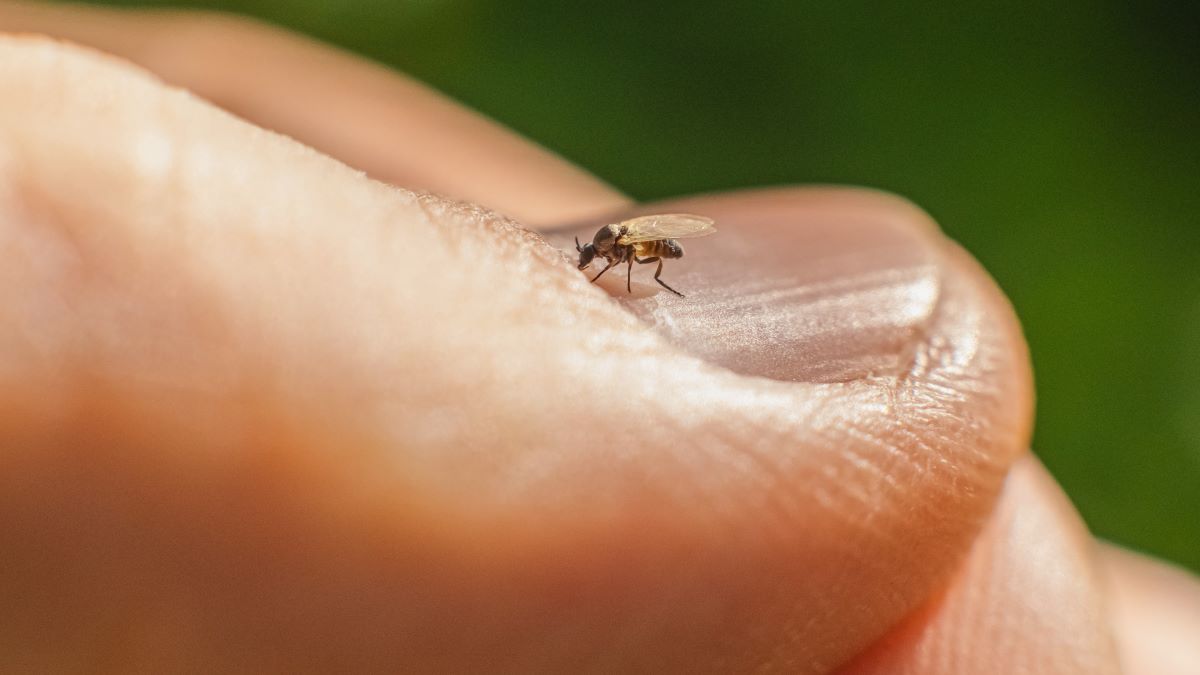 Midge on thumb Close up of midge on a person's thumbnail. It is very small compared to the size of the nail.