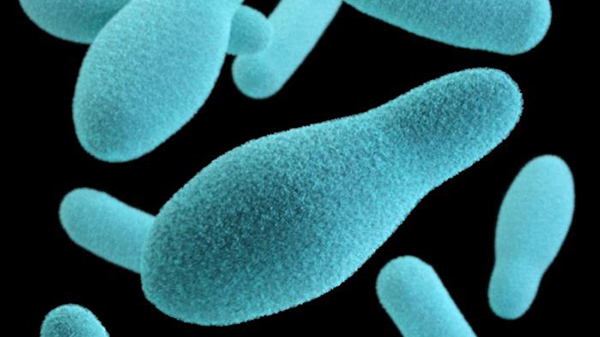 botulinum Microscopic image of Botulinum