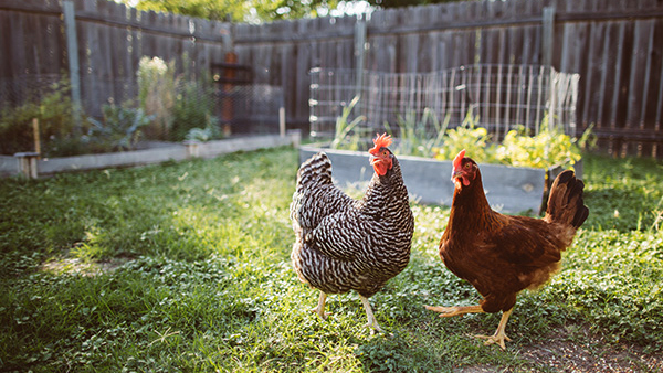 chickens Chickens