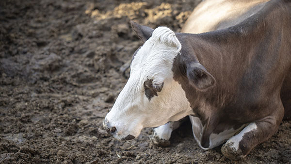 mad cow Cow