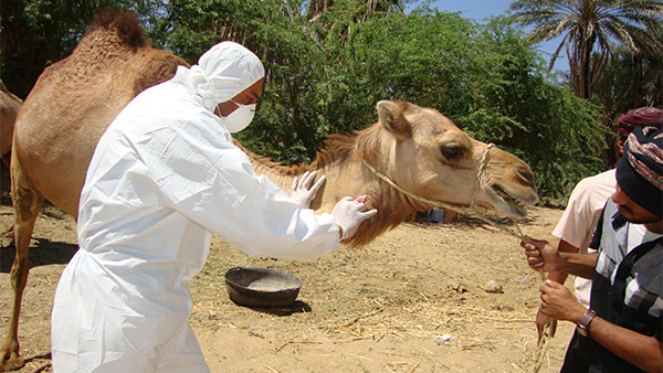 mers camel MERS responder working with camel