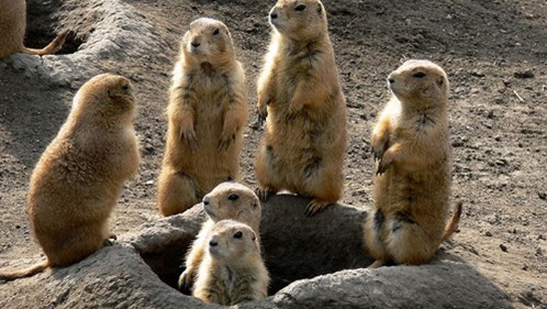 prairie dogs Prairie dogs