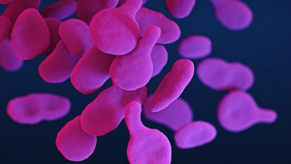 mycoplasma Microscopic image of Mycoplasma Pneumoniae