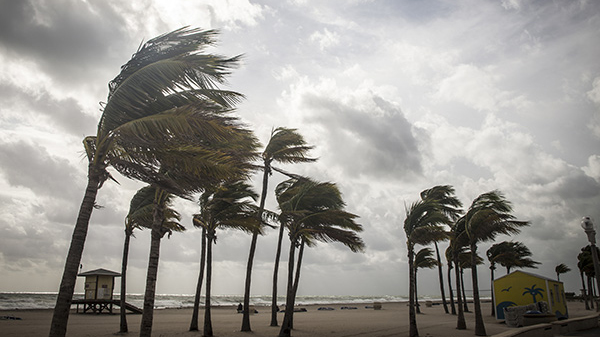 palm-trees-wind Palm trees blowing in hurricane winds