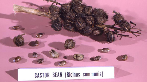 ricin Castor Beans