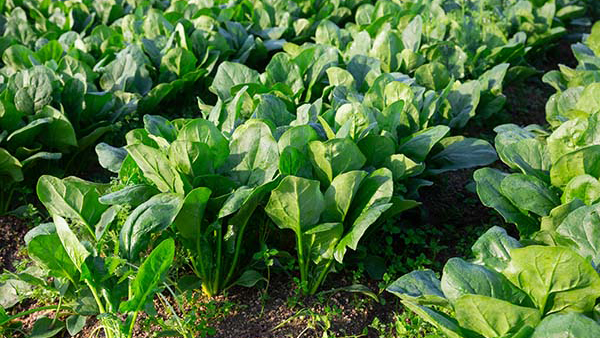 spinach Spinach