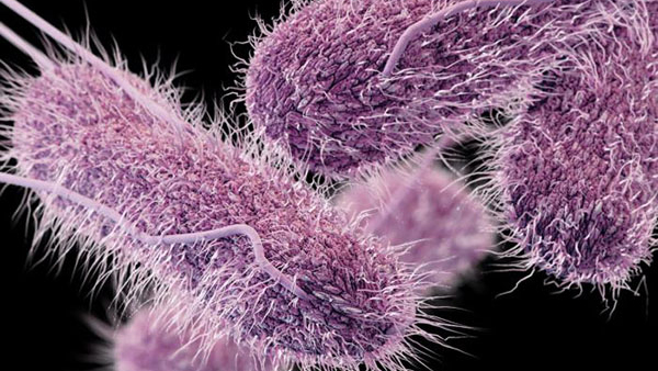 Salmonella Typhimurium Salmonella Typhimurium