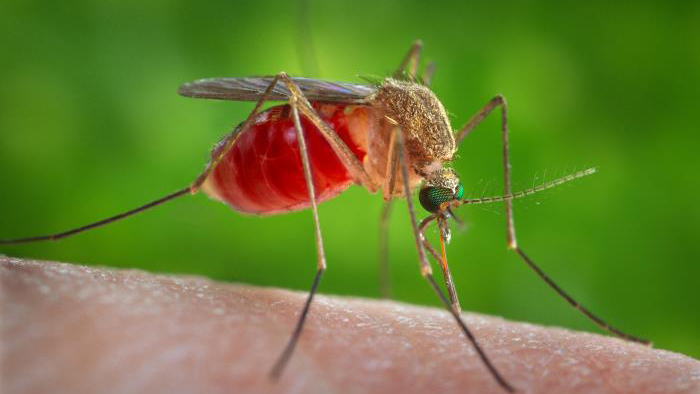mosquito Mosquito