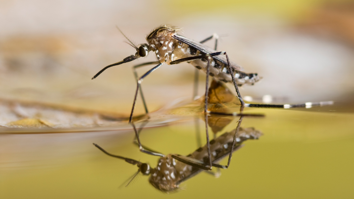 mosquito Mosquito in puddle