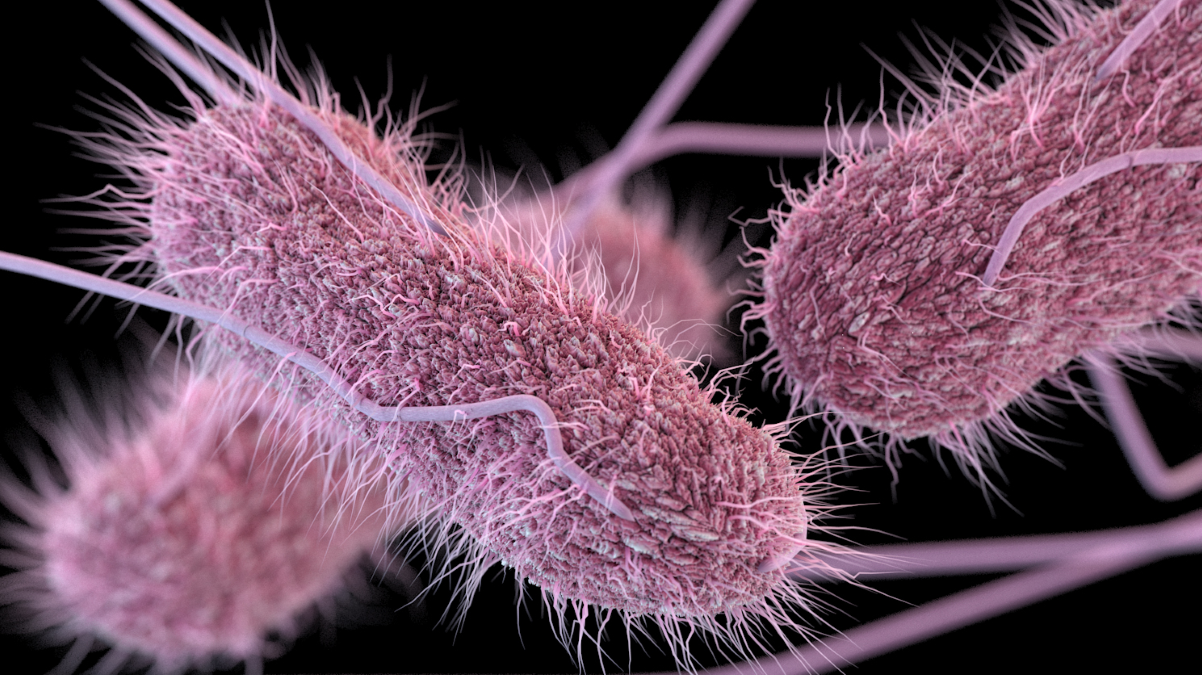 microscopic image of Salmonella microscopic image of Salmonella